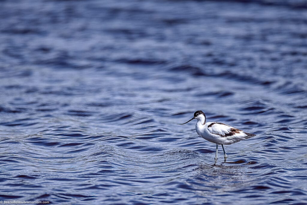 Pied Avocet -2