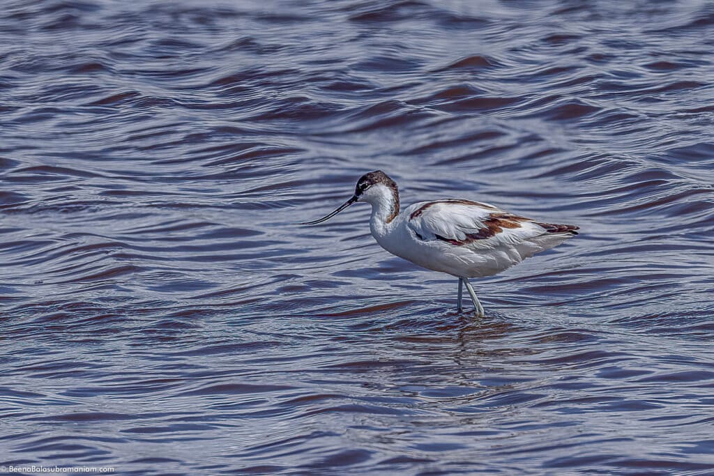 Pied Avocet