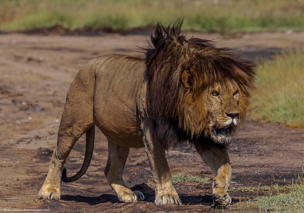 BoB Junior, Eastern Serengeti National Park