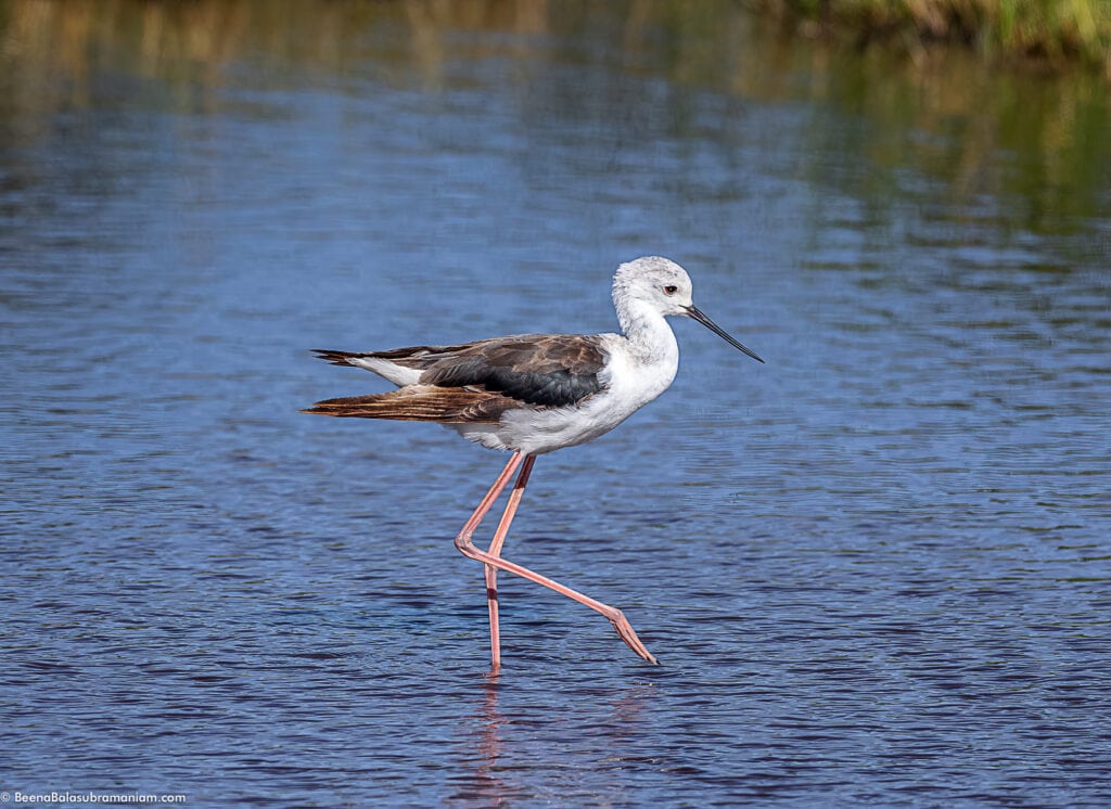 Black wing stilt