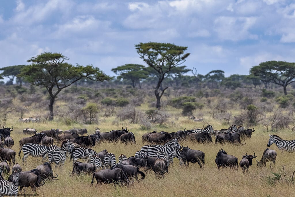 The Migration in the Eastern Serengeti Naitonal Park: Namiri -3