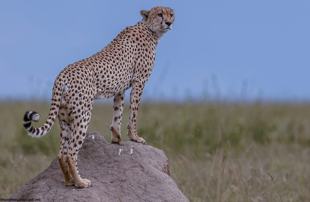 Male Cheetah set against a cloudy sky