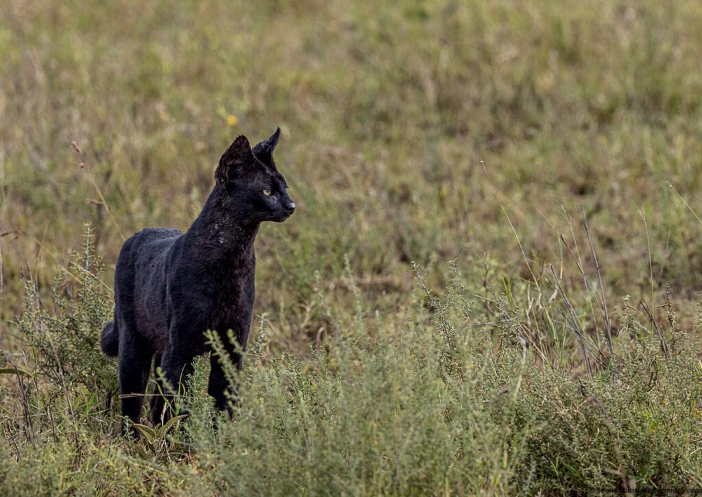 Manja the Melanistic Serval; Namiri Plains; Serengeti National Park