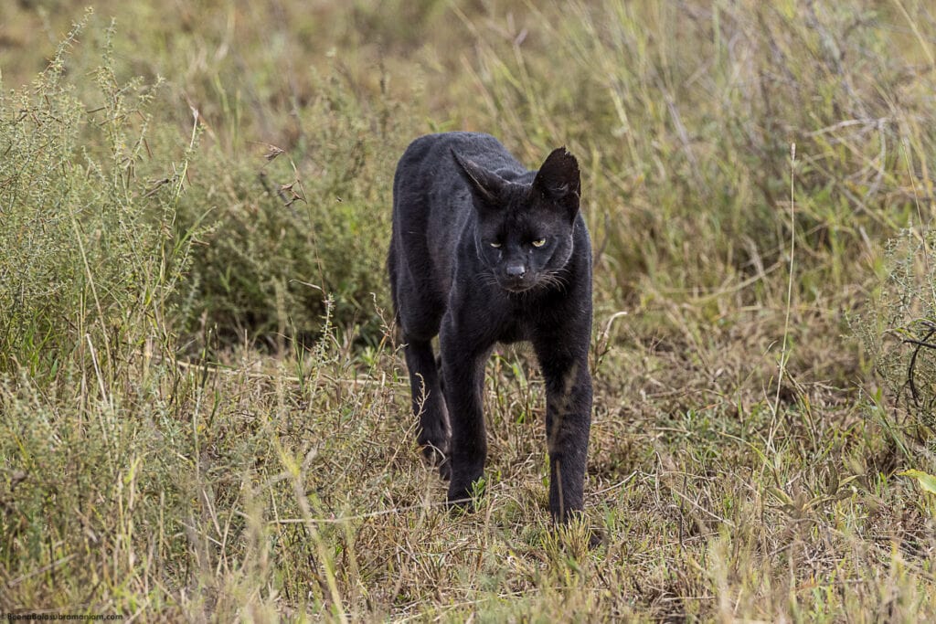 Manja the Melanistic Serval; Namiri Plains; Serengeti National Park -2