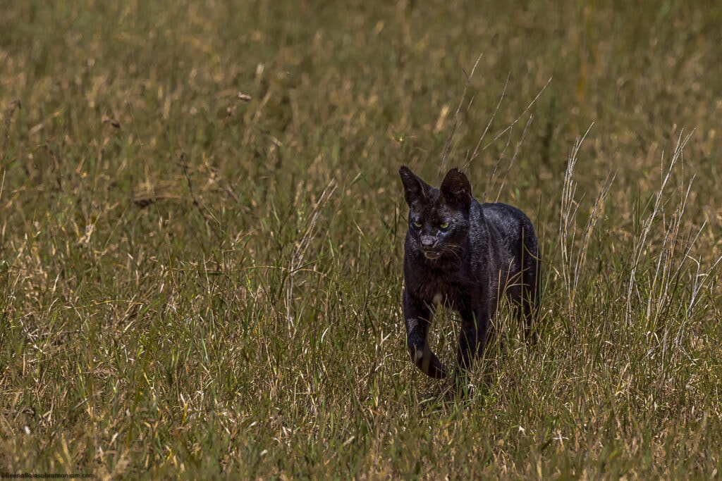 Manja the Melanistic Serval; Namiri Plains; Serengeti National Park -3