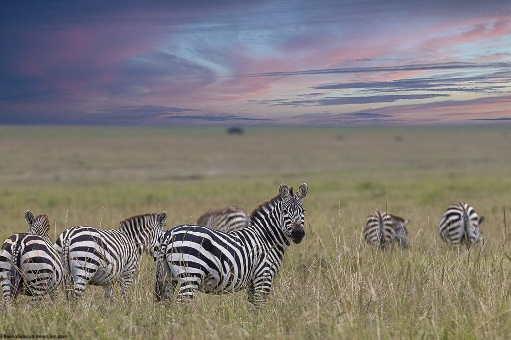 The Migration in the Eastern Serengeti Naitonal Park: Namiri -2