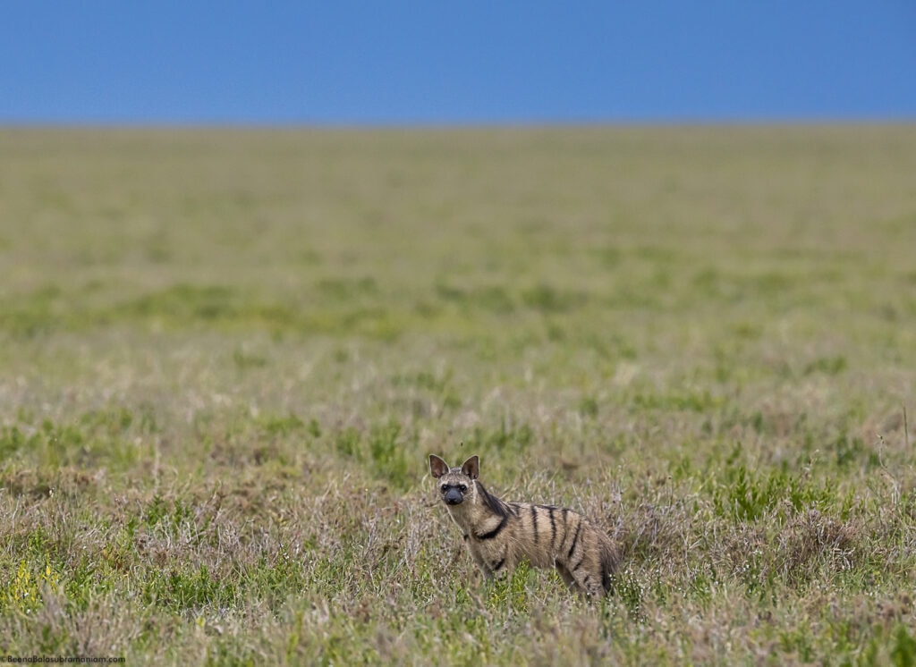 Aardwolf ; Eastern Serengeti National Park; Namiri Plains