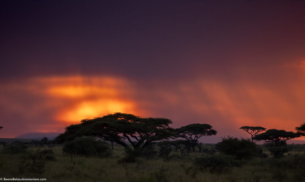 Silhouette Landscape ; Eastern Serengeti National Park; Namiri Plains