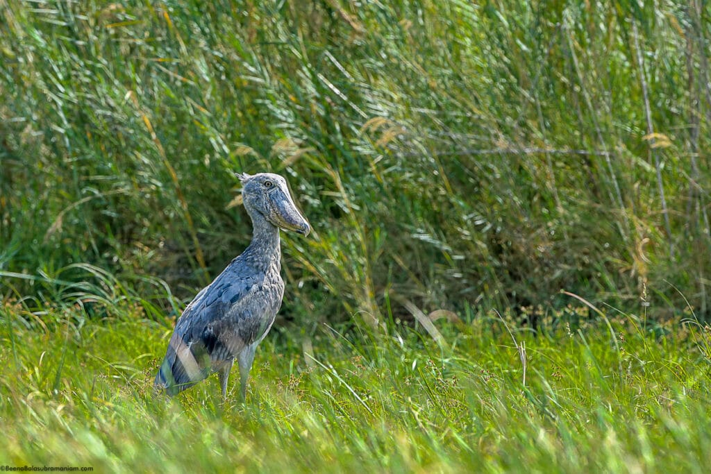 Shoebill stork