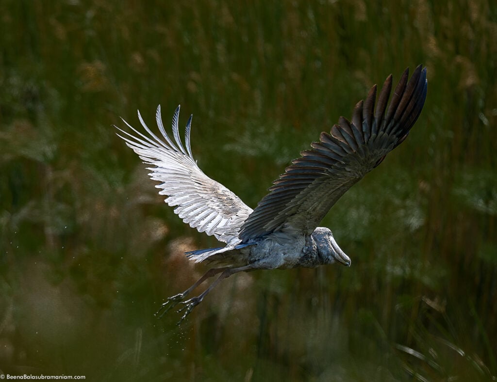 Shoebill stork in flight