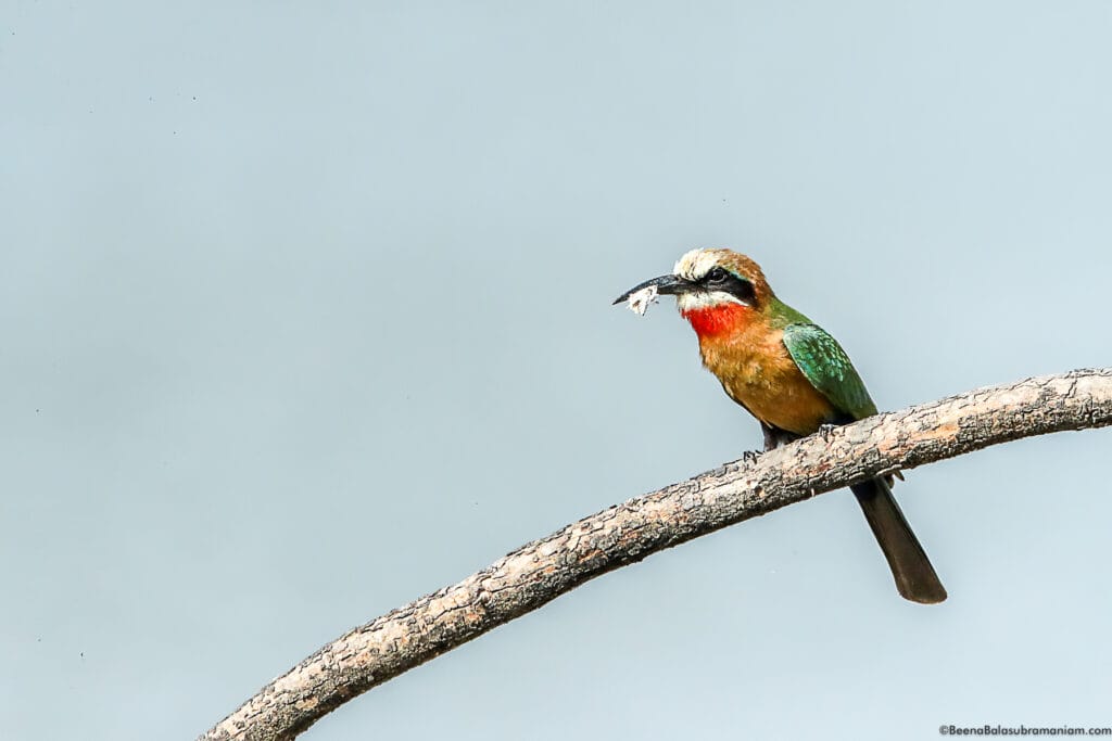 white fronted Bee eater; Merops bullockoides