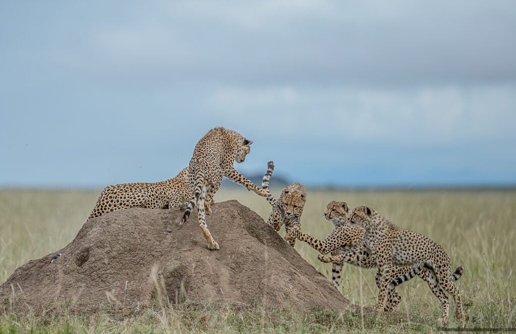 Grace Kelly n the Eastern Serengeti Naitonal Park: Namiri