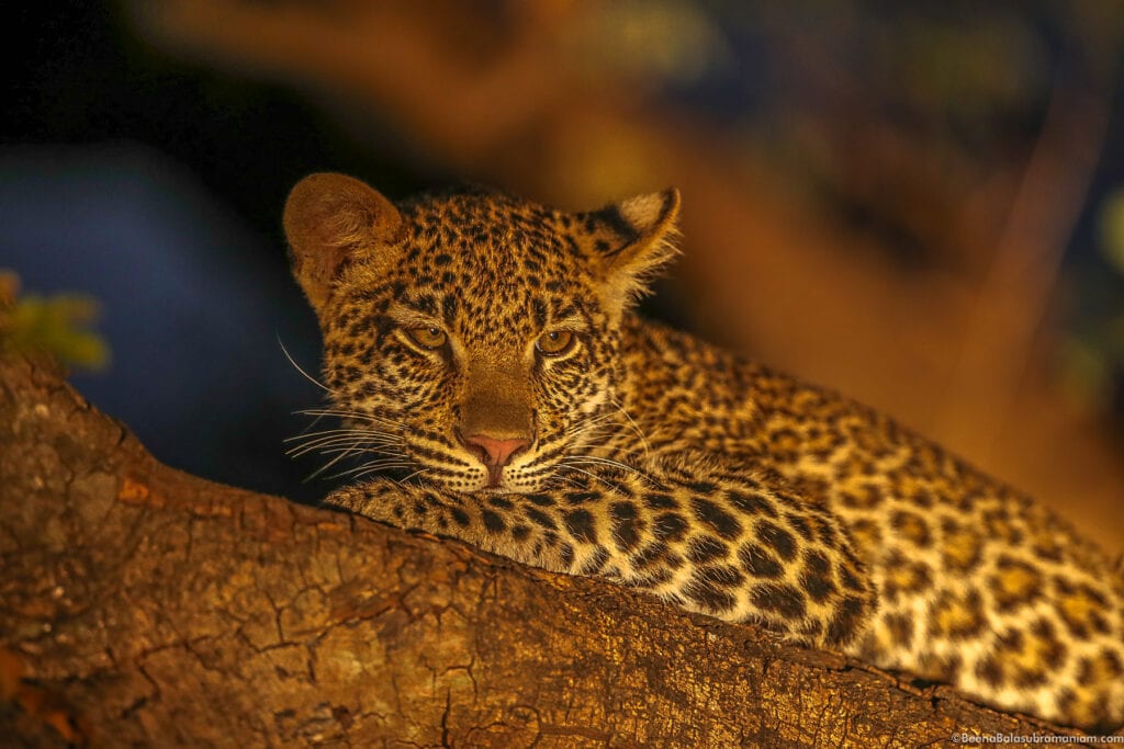 Olimba's cub Zambia 2021