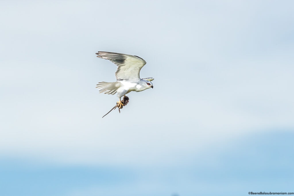 Black shouldered Kite with a kill Namiri Plains, Eastern Serengeti National Park