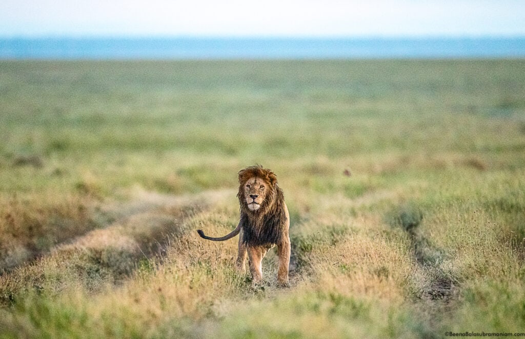 Black Maned Lion; Namiri Plains, Eastern Serengeti National Park