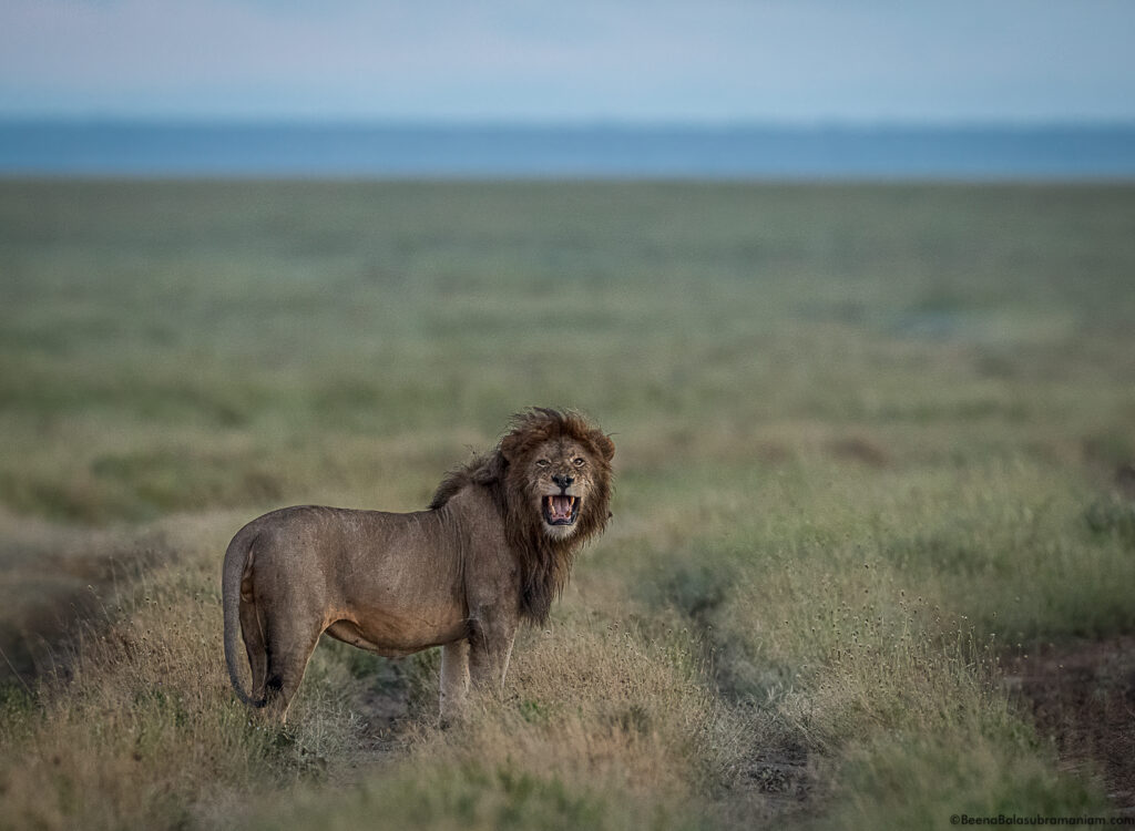Black Maned Lion Flehmen response; Namiri Plains, Eastern Serengeti National Park