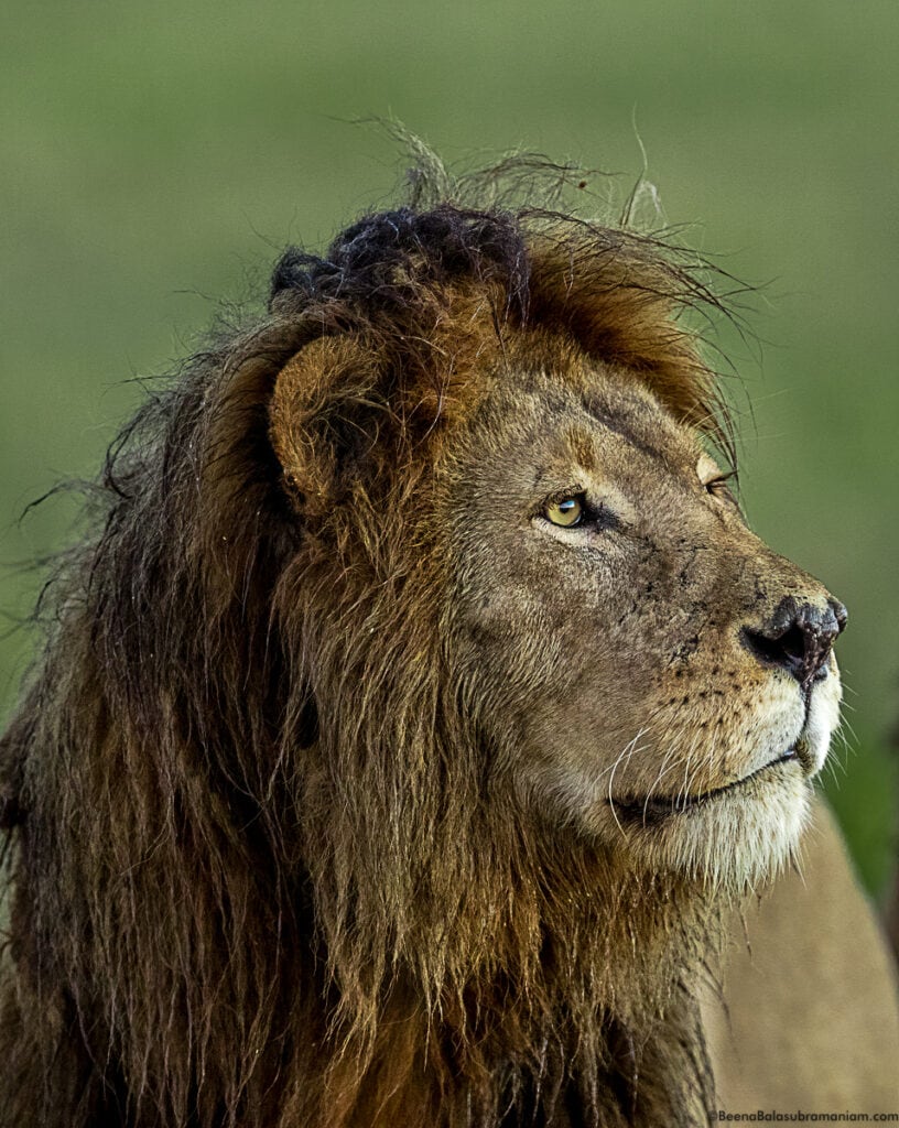 Lion Portrait; Namiri Plains, Eastern Serengeti National Park