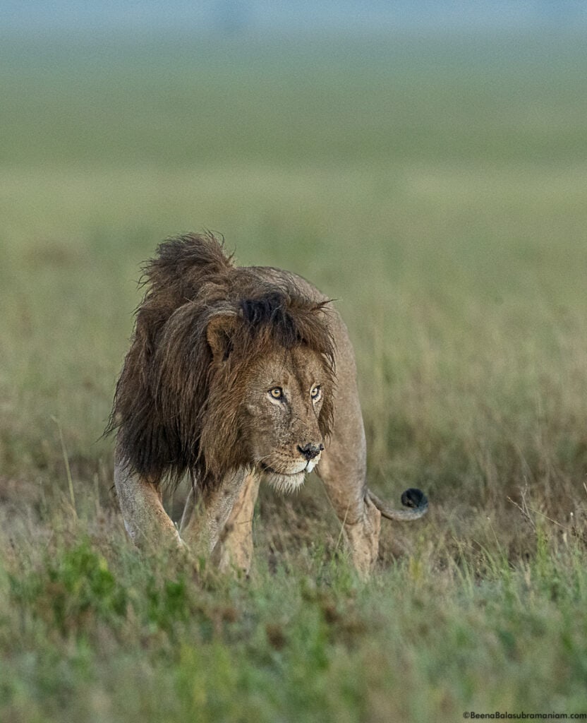 Black Maned Lion; Namiri Plains, Eastern Serengeti National Park -4