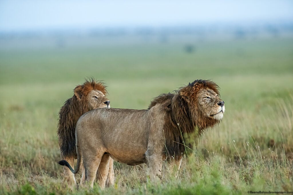 Black Maned Lions; Namiri Plains, Eastern Serengeti National Park -5