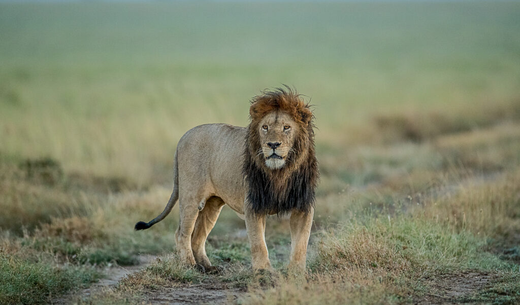Black Maned Lion; Namiri Plains, Eastern Serengeti National Park -3