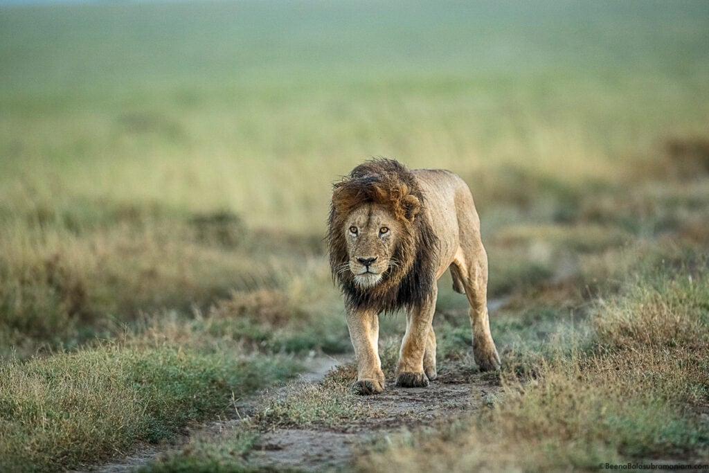 Black Maned Lion; Namiri Plains, Eastern Serengeti National Park -2