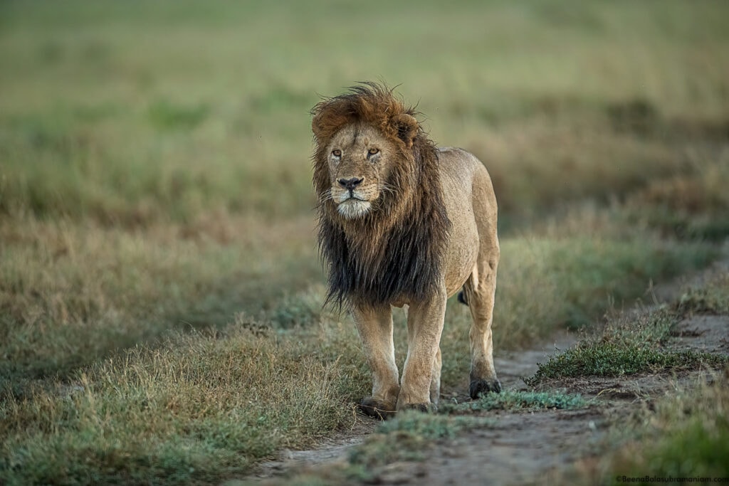 Black Maned Lion; Namiri Plains, Eastern Serengeti National Park