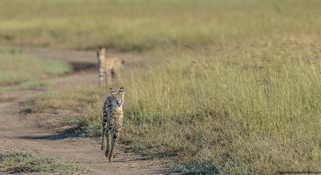 Intimidated Serval cat,Eastern Serengeti National Park; Namiri Plains