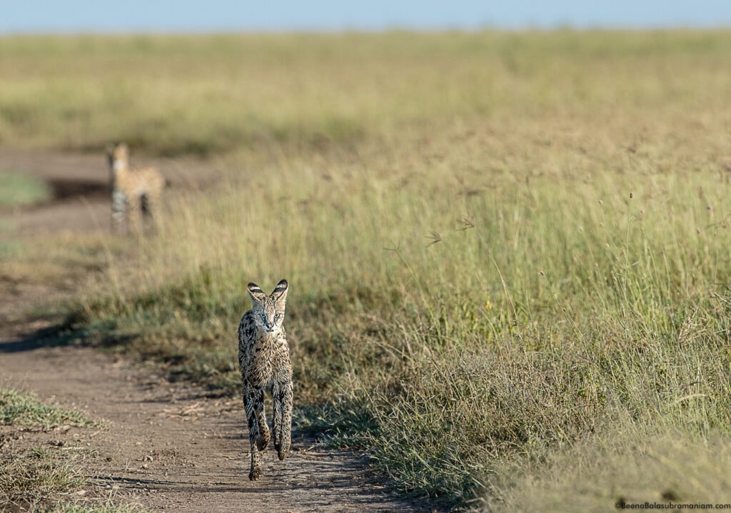 Serval cat, on the run Eastern Serengeti National Park; Namiri Plains