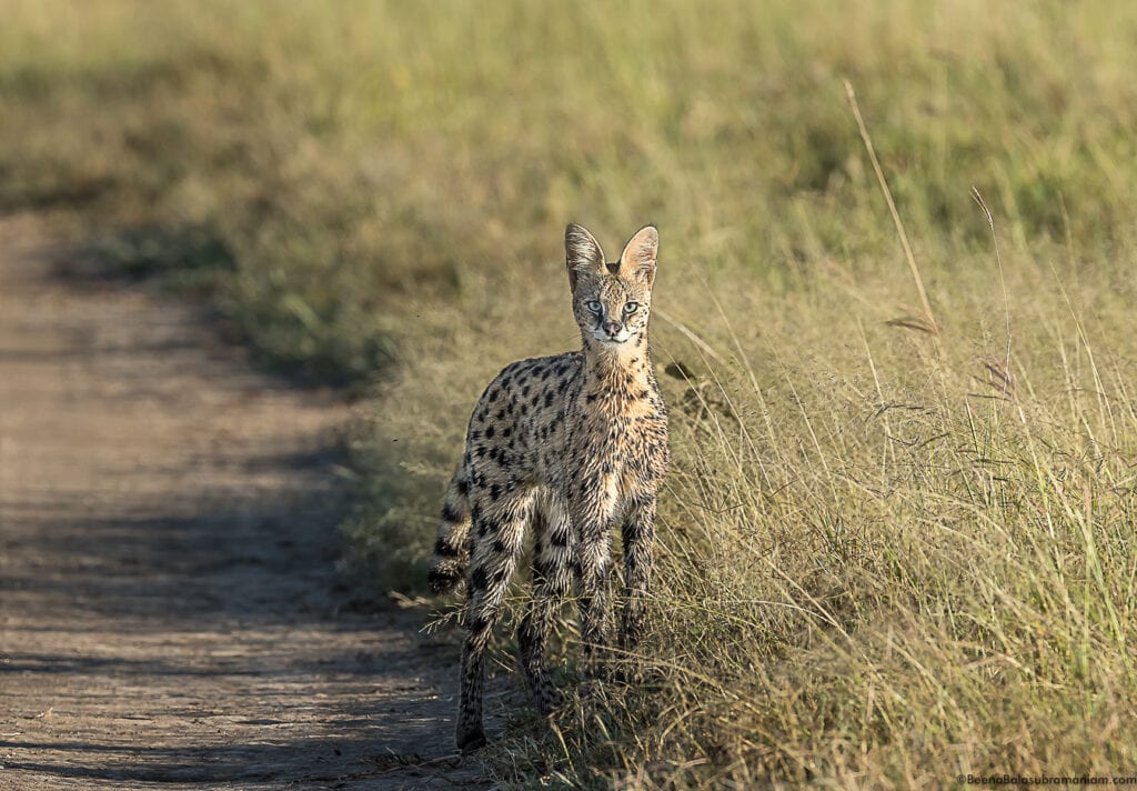 Serval cat Eastern Serengeti National Park; Namiri Plains
