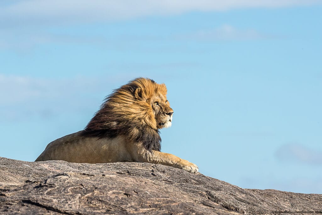 A classic from Eastern Serengeti; namiri Plains