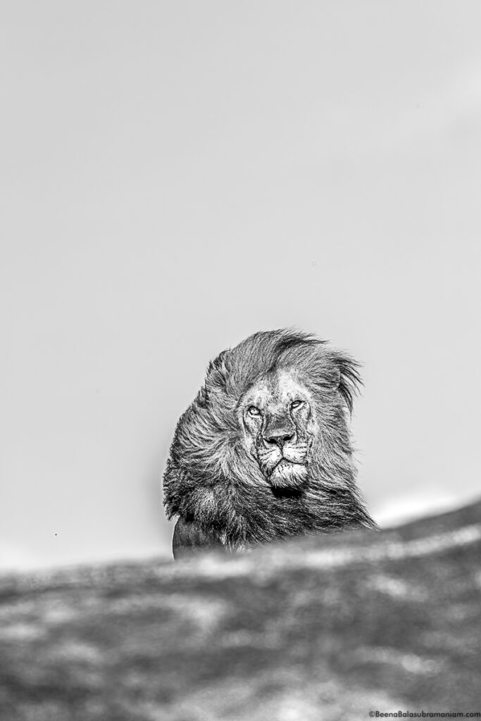 B&W of the classic from Eastern Serengeti; namiri Plains