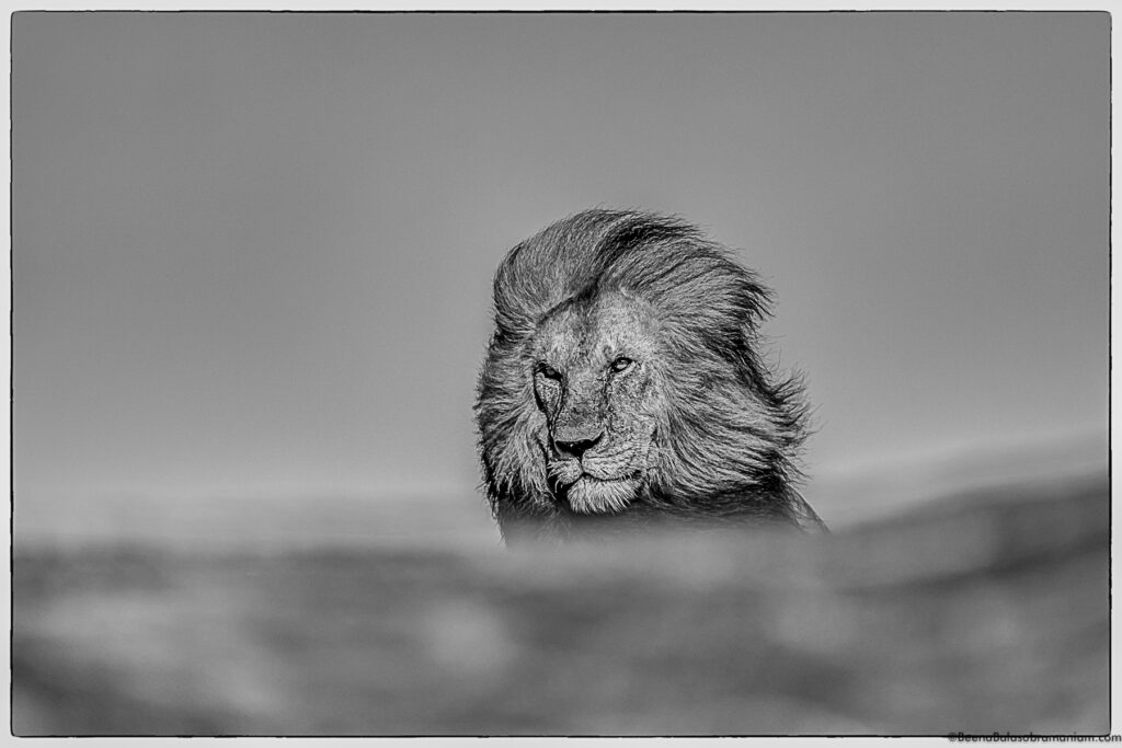 B&W of the classic from Eastern Serengeti; namiri Plains -2