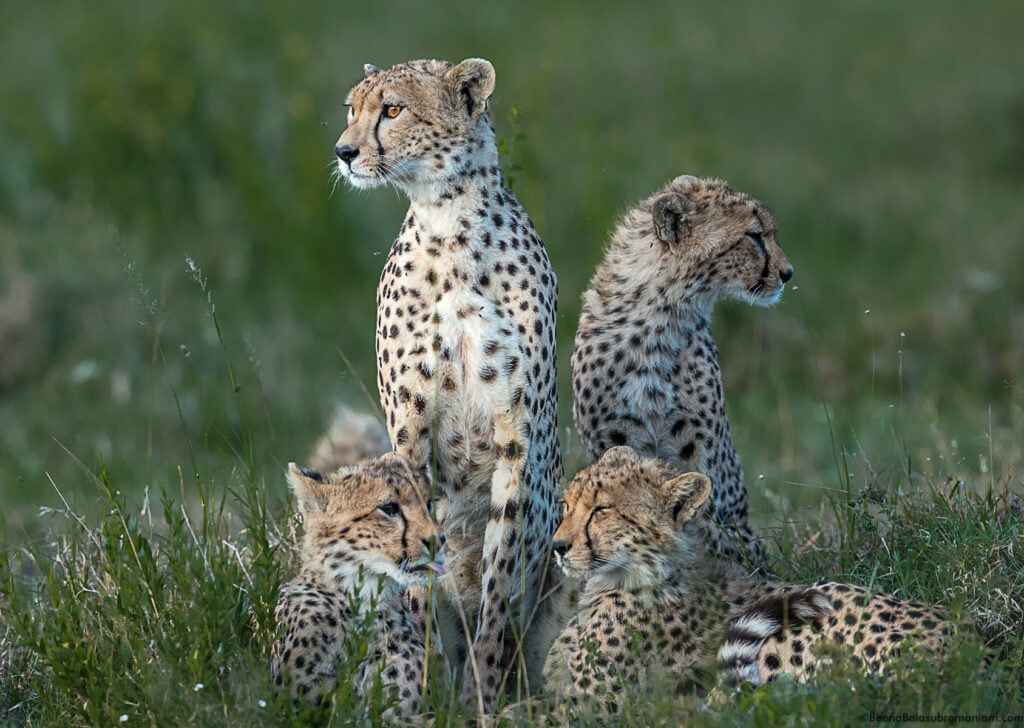 Grace kelly snd her family early in the morning; Eastern Serengeti, Namiri Plains